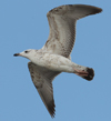 Larus armenicus